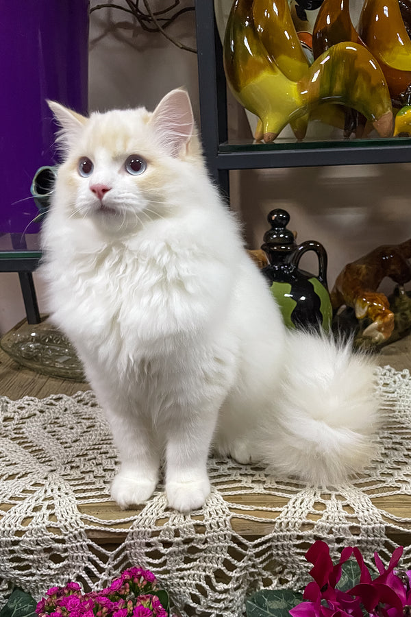 Caesar | Ragdoll Kitten