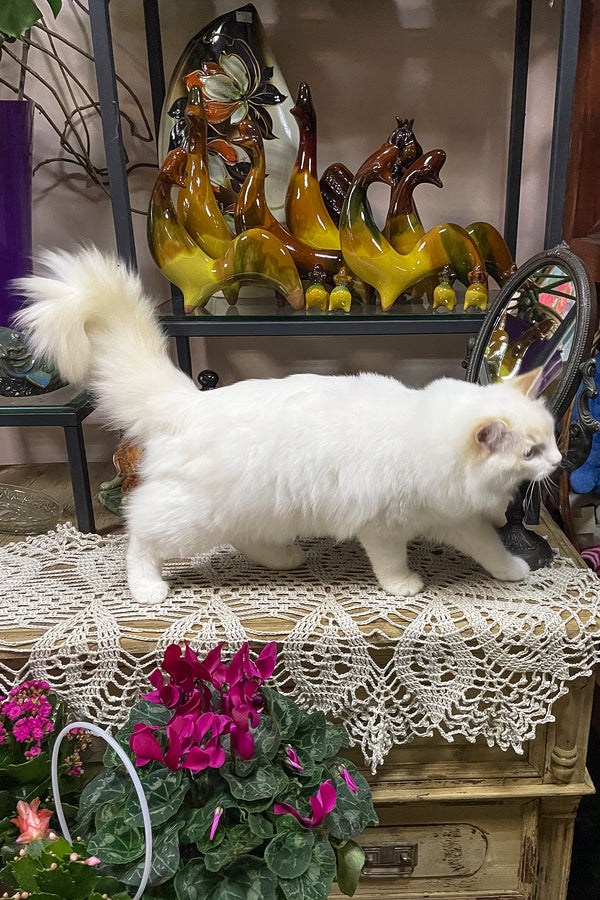 Caesar | Ragdoll Kitten