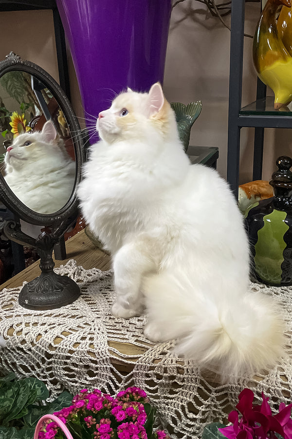 Caesar | Ragdoll Kitten