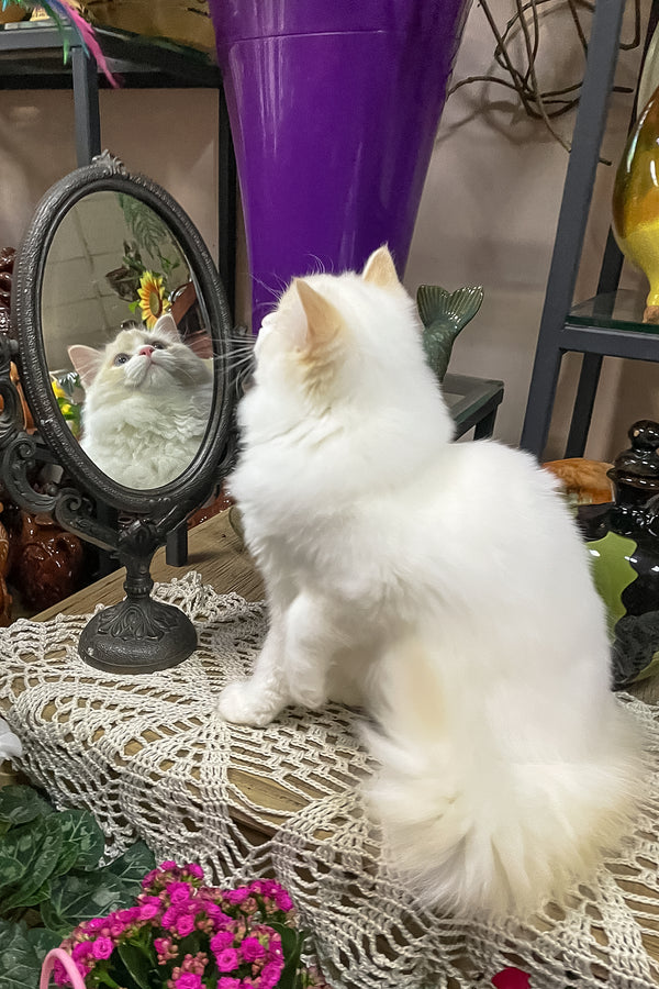 Caesar | Ragdoll Kitten