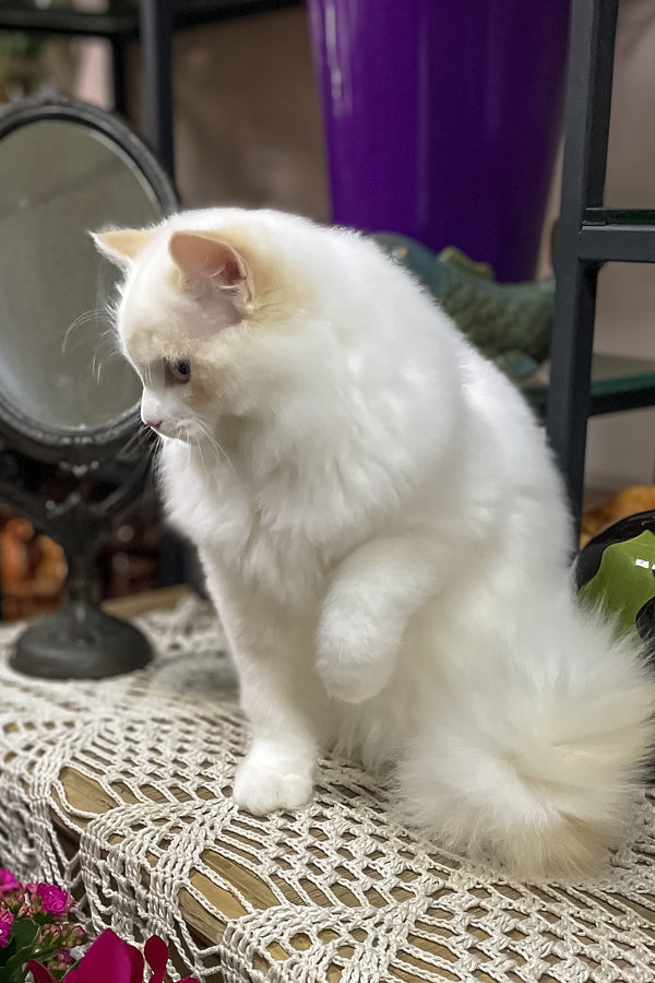 Caesar | Ragdoll Kitten