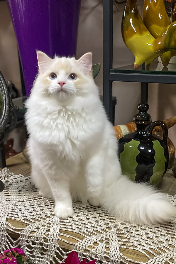 Caesar | Ragdoll Kitten