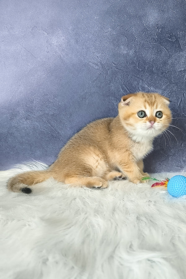 Kais | Scottish Fold Kitten