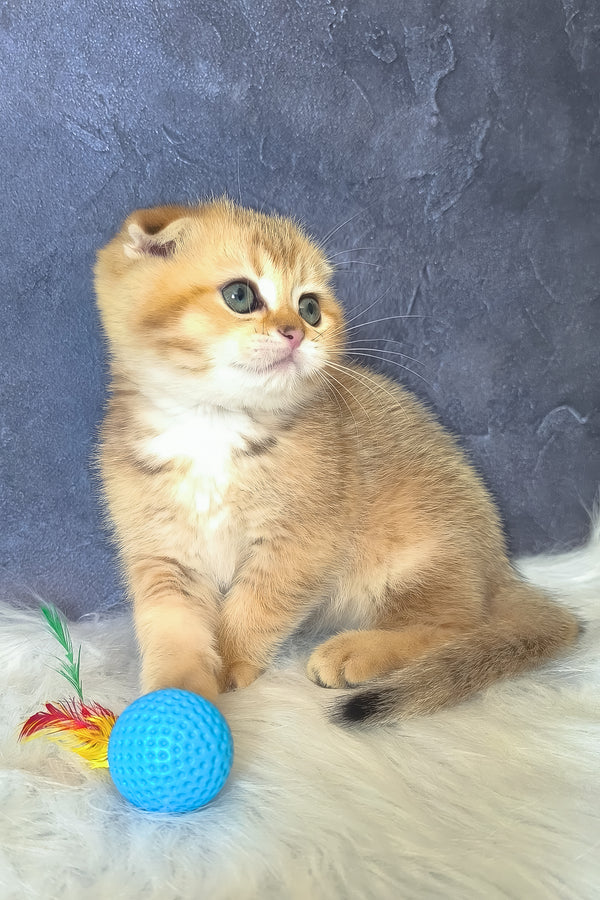 Kais | Scottish Fold Kitten