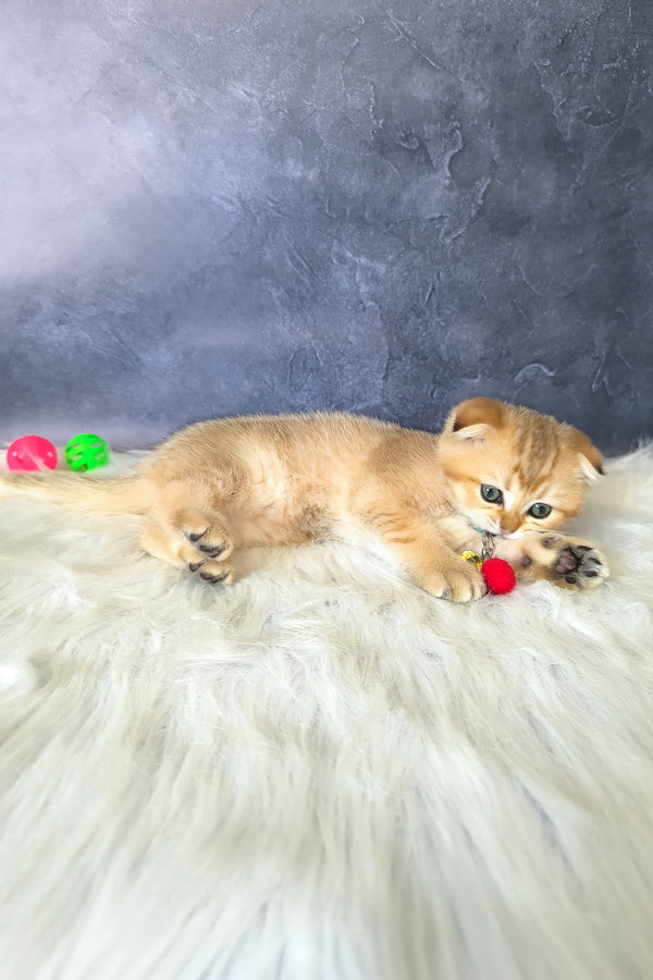Kais | Scottish Fold Kitten