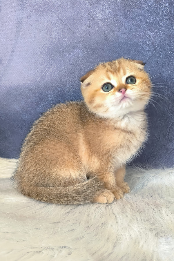 Kais | Scottish Fold Kitten