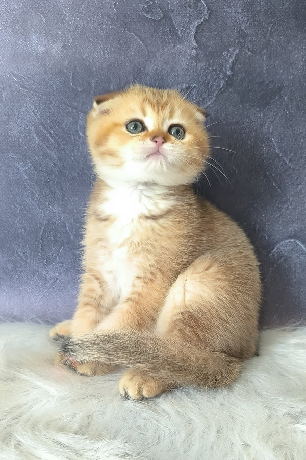 Kais | Scottish Fold Kitten