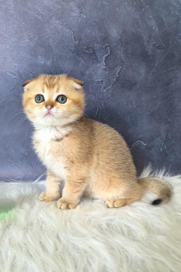 Kais | Scottish Fold Kitten