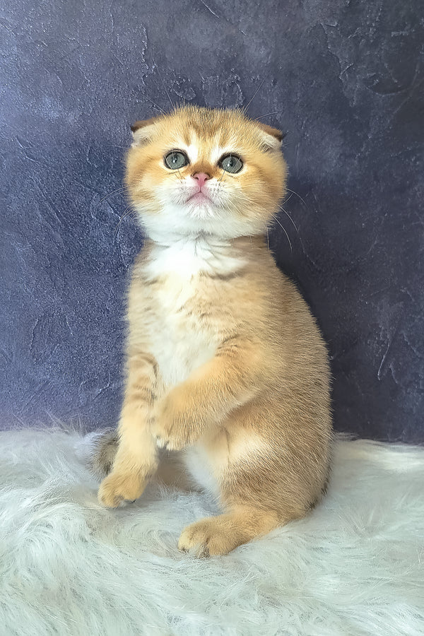 Kais | Scottish Fold Kitten