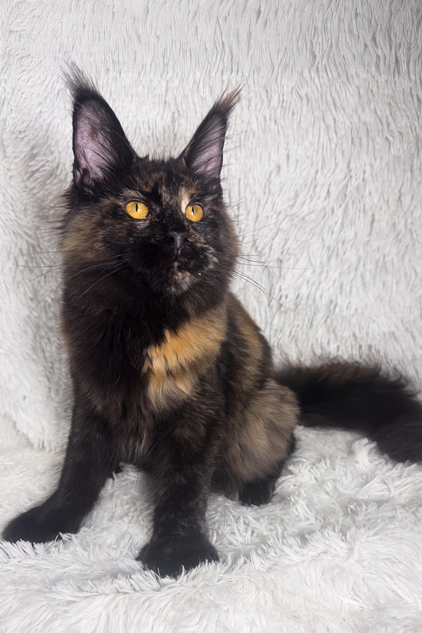 Hazel | Polydactyl Maine Coon Kitten