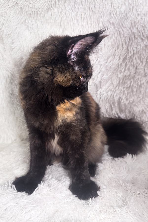 Hazel | Polydactyl Maine Coon Kitten