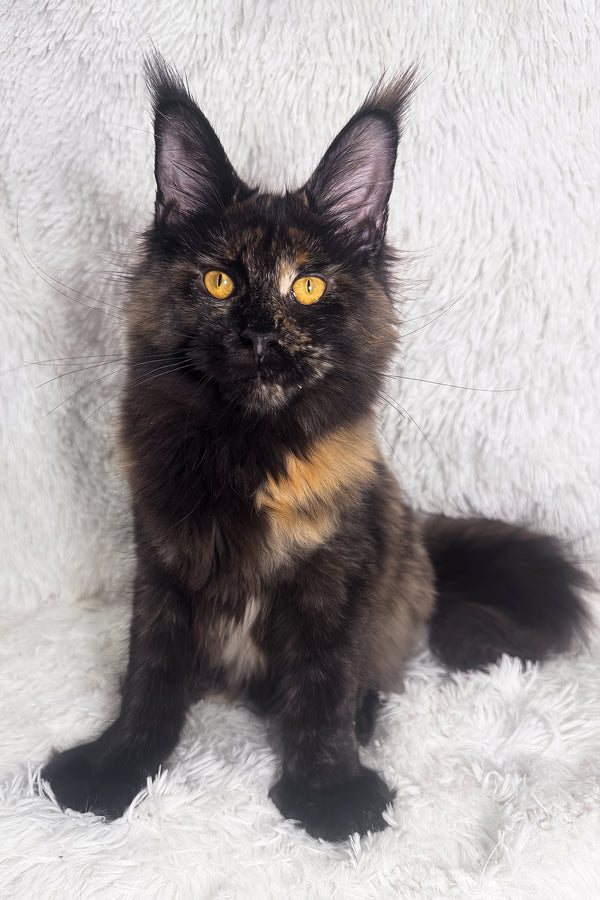 Hazel | Polydactyl Maine Coon Kitten