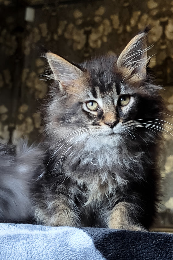Cazanova | Maine Coon Kitten