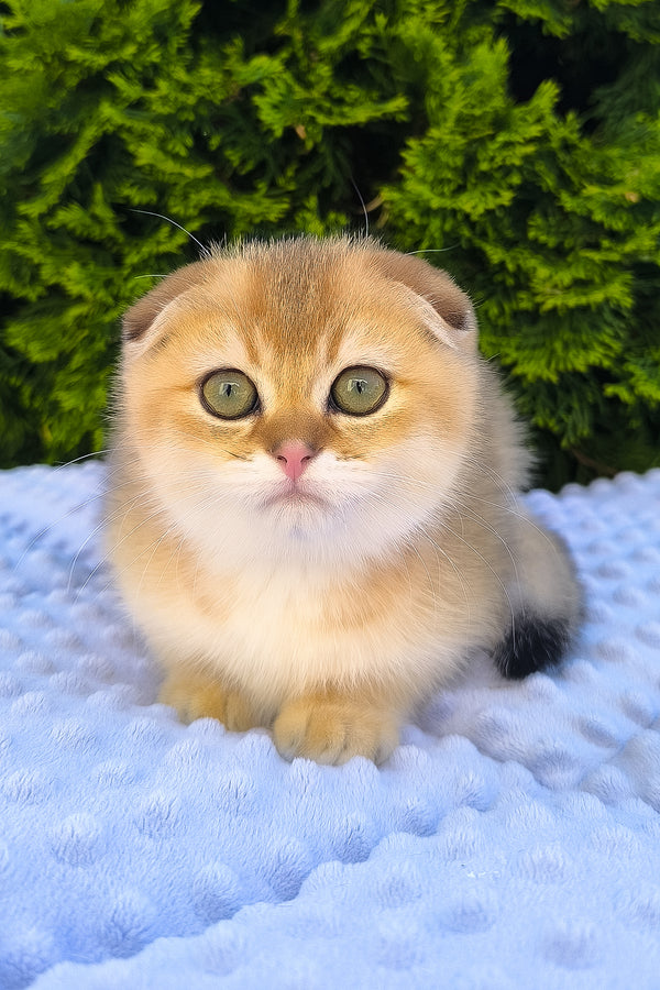 Keksi | Scottish Fold Kitten
