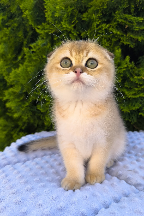 Keksi | Scottish Fold Kitten