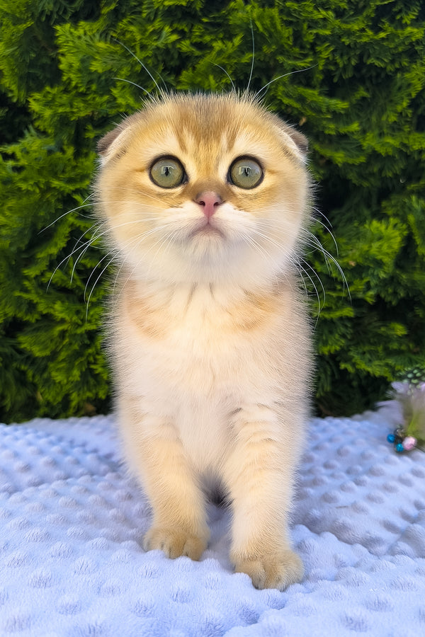 Keksi | Scottish Fold Kitten