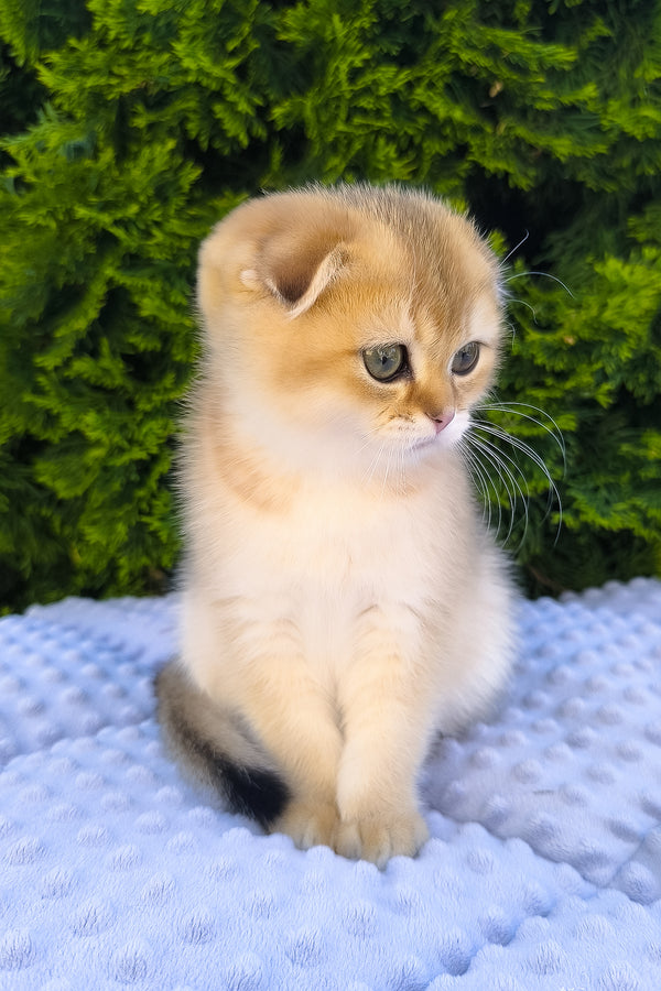 Keksi | Scottish Fold Kitten