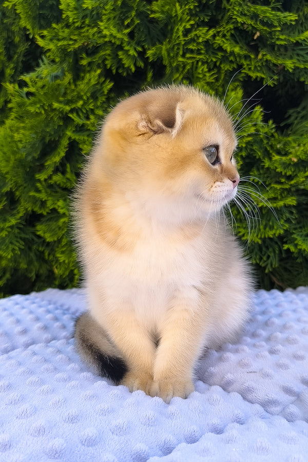 Keksi | Scottish Fold Kitten