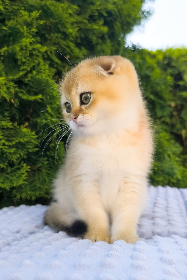 Keksi | Scottish Fold Kitten