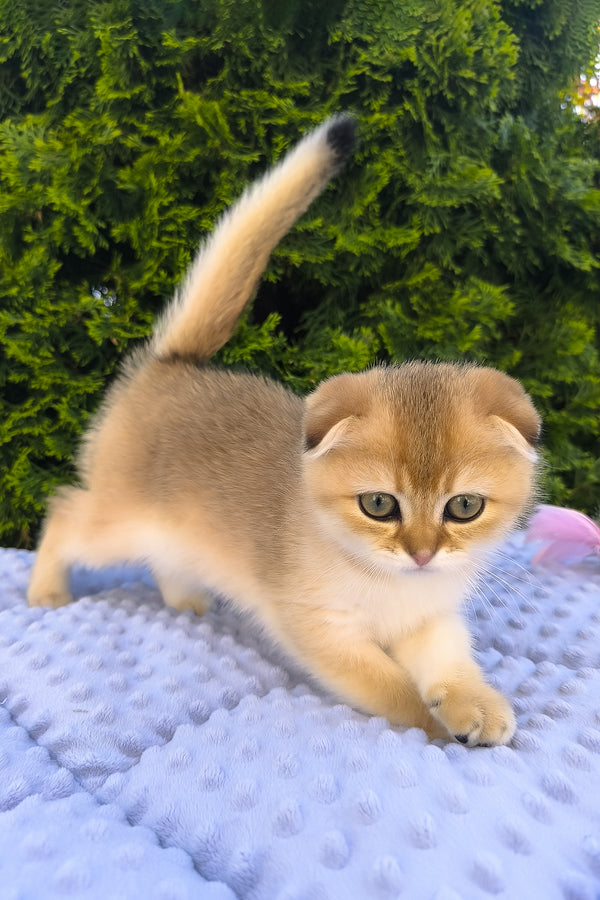 Keksi | Scottish Fold Kitten