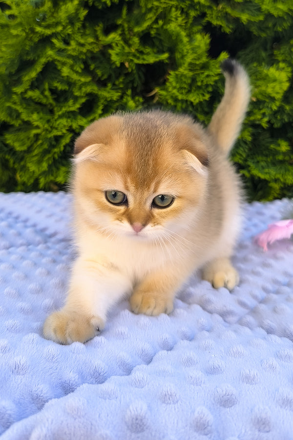 Keksi | Scottish Fold Kitten