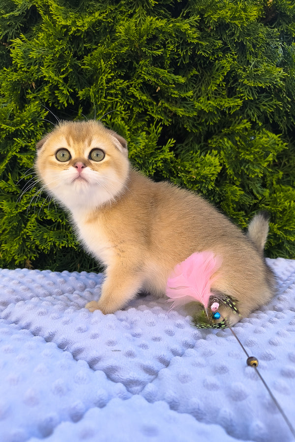 Keksi | Scottish Fold Kitten