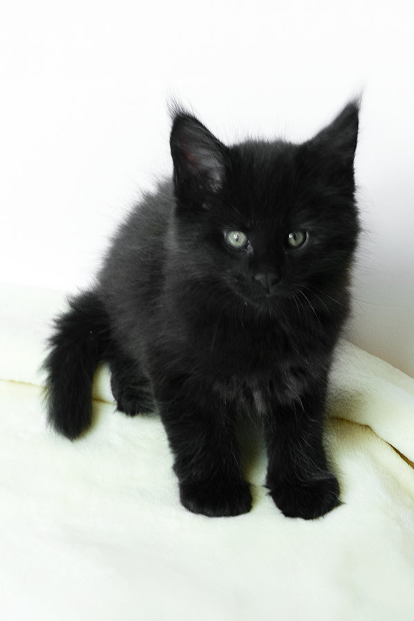 Agate | Maine Coon Kitten