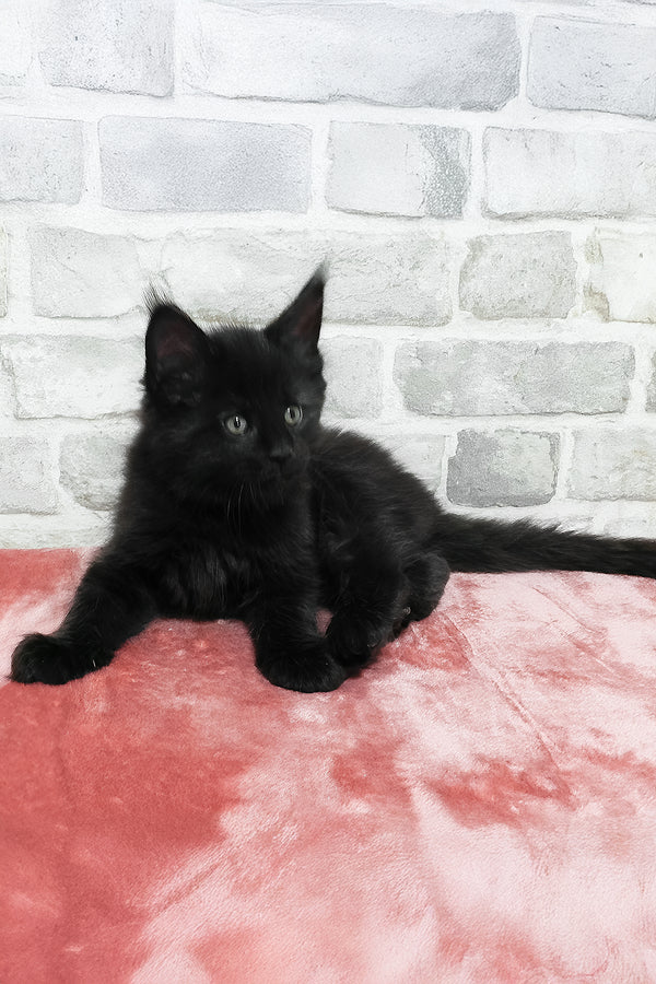 Agate | Maine Coon Kitten