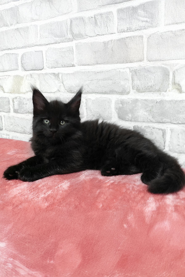 Agate | Maine Coon Kitten