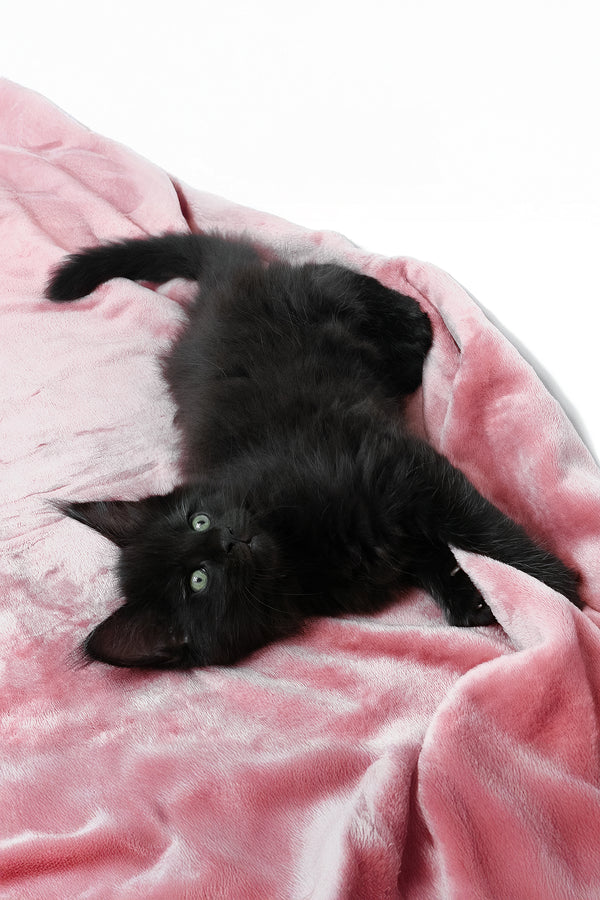 Agate | Maine Coon Kitten