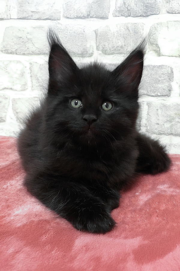 Agate | Maine Coon Kitten