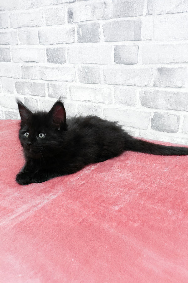 Agate | Maine Coon Kitten