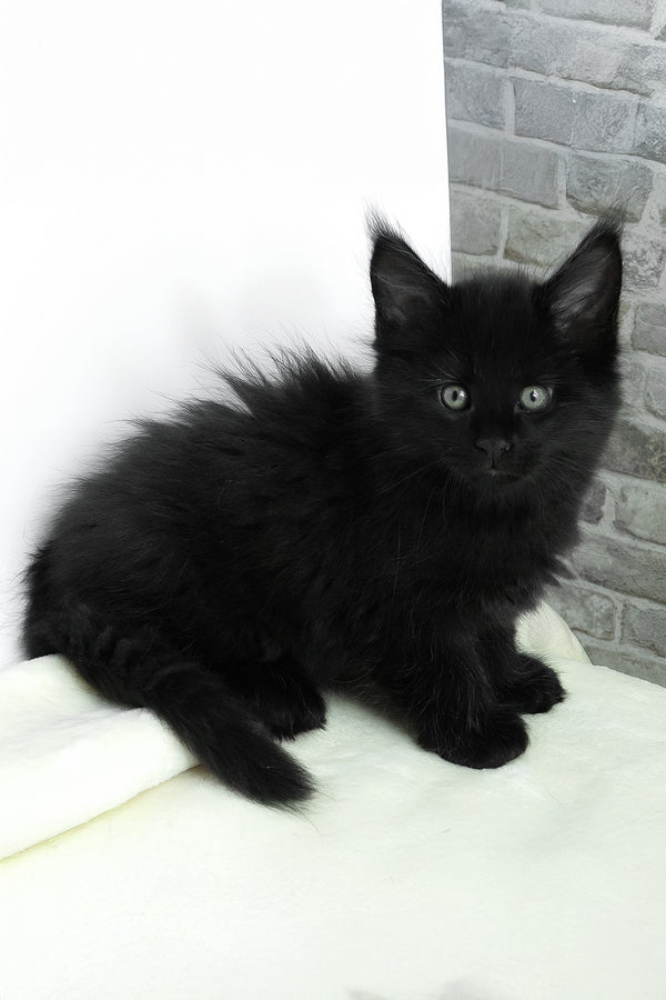 Agate | Maine Coon Kitten