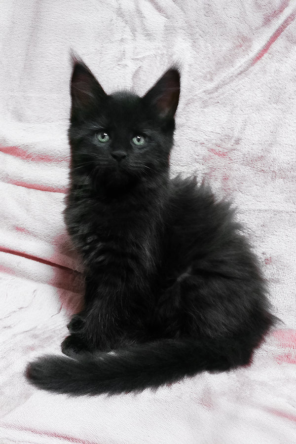 Agate | Maine Coon Kitten
