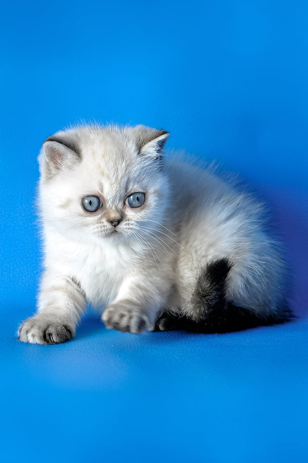 Сhile | Exotic Shorthair Kitten