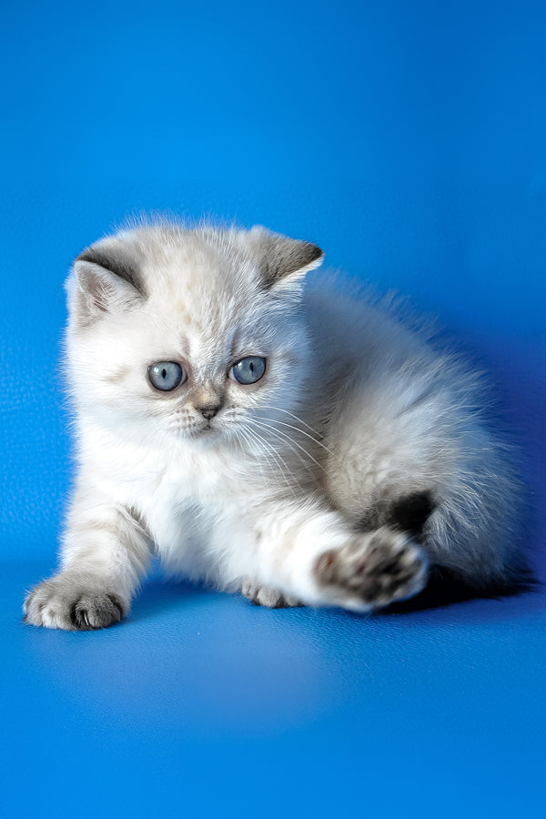 Сhile | Exotic Shorthair Kitten