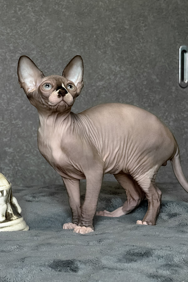 Chip | Canadian Sphynx Kitten