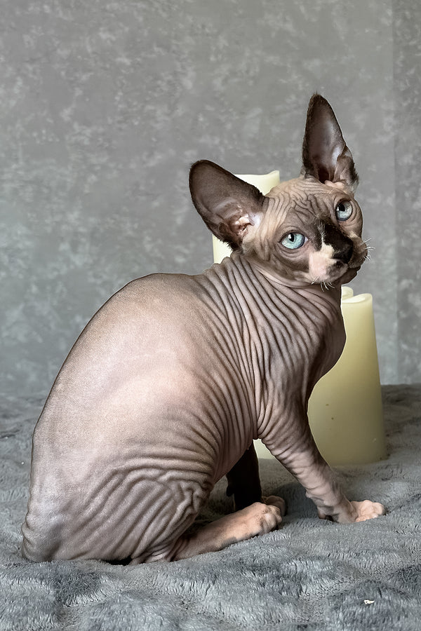 Chip | Canadian Sphynx Kitten