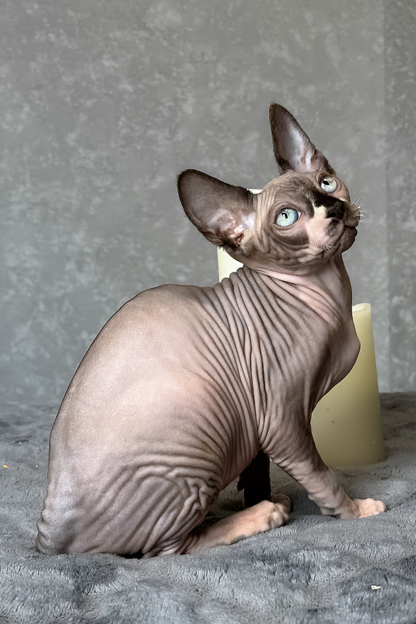 Chip | Canadian Sphynx Kitten
