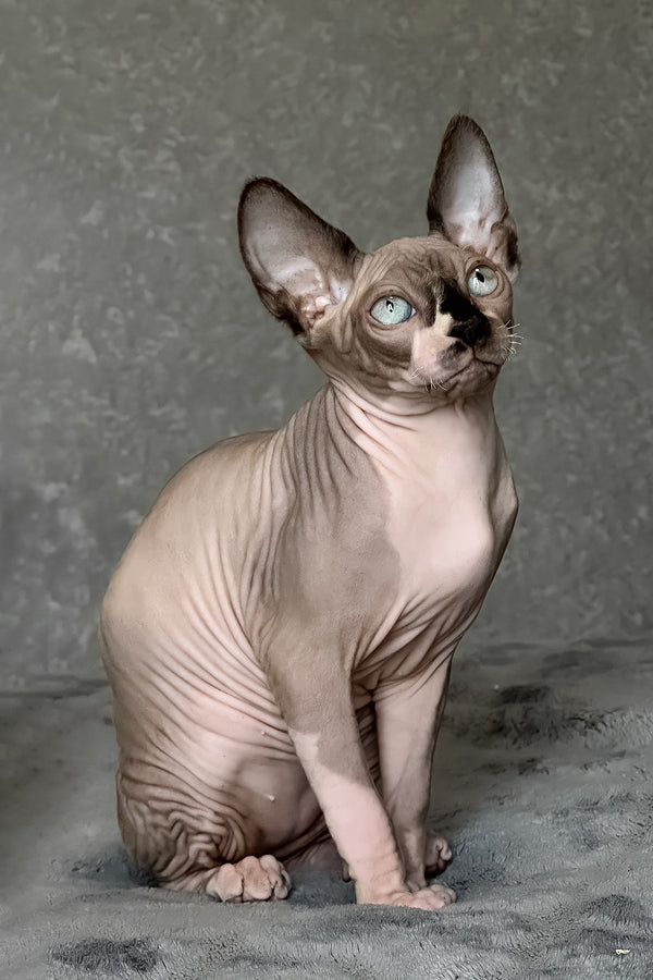 Chip | Canadian Sphynx Kitten