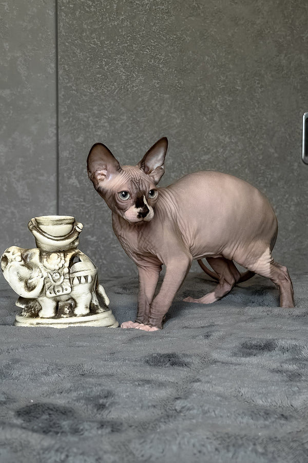 Chip | Canadian Sphynx Kitten