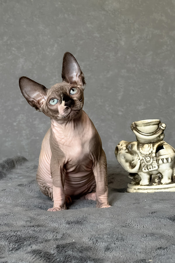 Chip | Canadian Sphynx Kitten