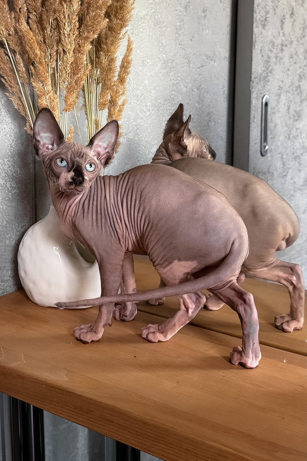 Chip | Canadian Sphynx Kitten