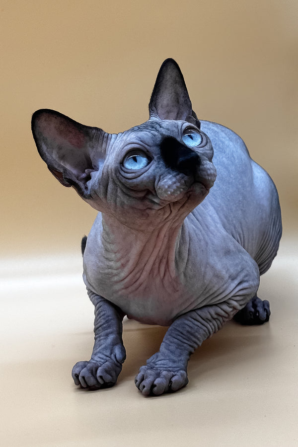 Mars | Canadian Sphynx Kitten