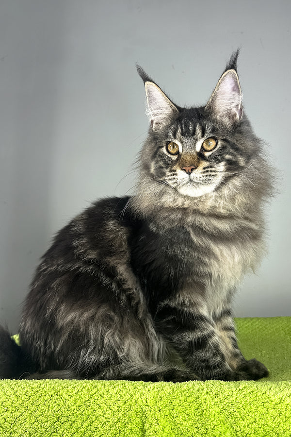 Icarus | Maine Coon Kitten