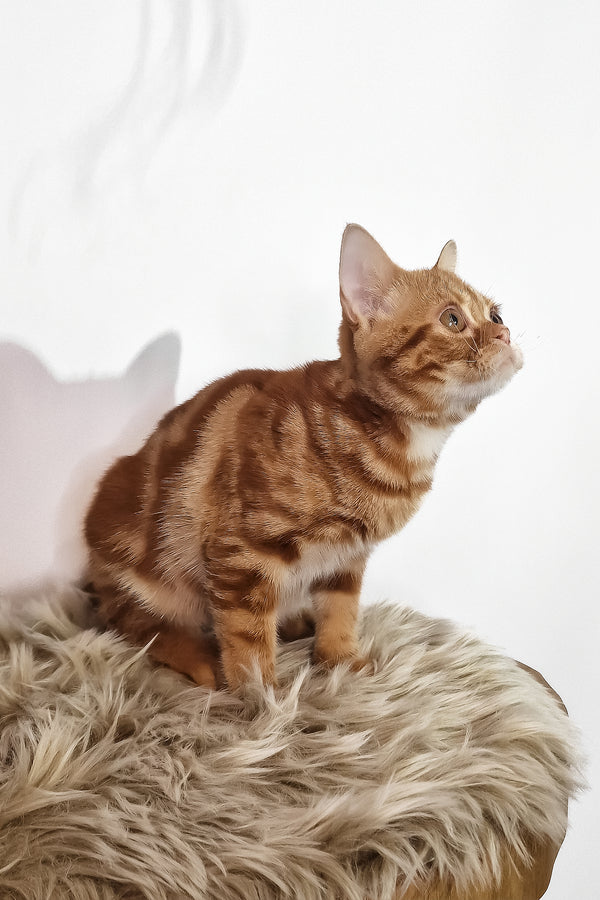 Сooper | American Shorthair Kitten