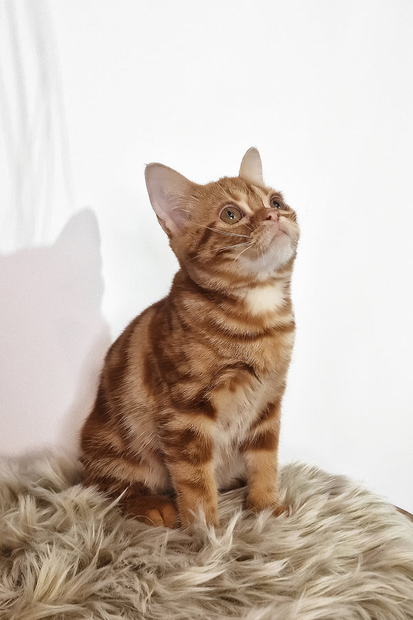 Сooper | American Shorthair Kitten