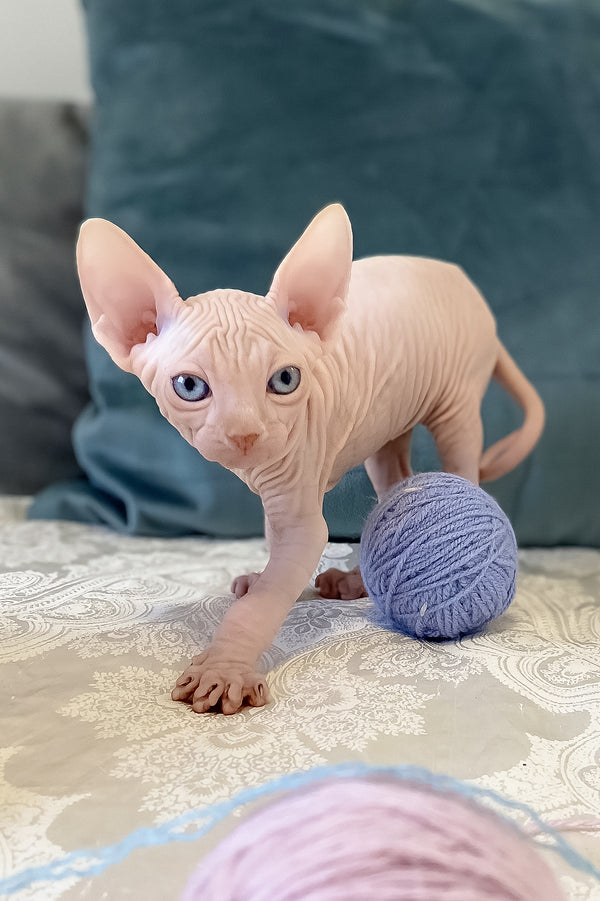 Cream | Canadian Sphynx Kitten