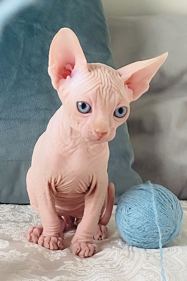 Cream | Canadian Sphynx Kitten