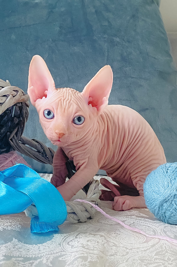 Cream | Canadian Sphynx Kitten